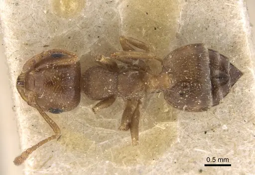 Crematogaster punctulata specimen CASENT0923318 image casent0923318_1