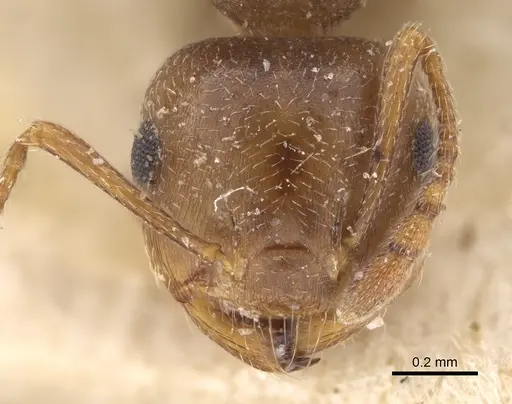 Crematogaster punctulata specimen CASENT0923318 image casent0923318_2