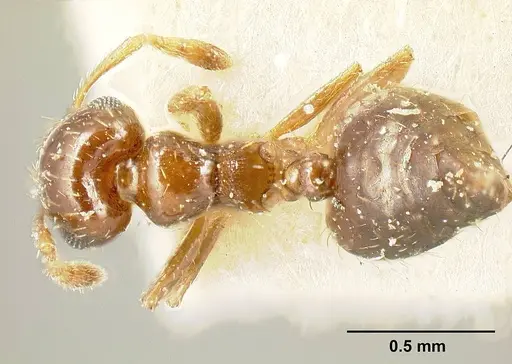 Crematogaster pygmaea specimen CASENT0603551 image casent0603551_1