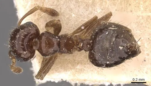 Crematogaster pygmaea specimen CASENT0603551 image casent0603551_2