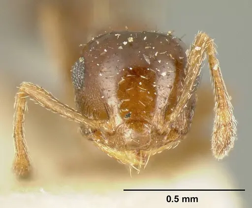Crematogaster pygmaea specimen CASENT0603551 image casent0603551_3