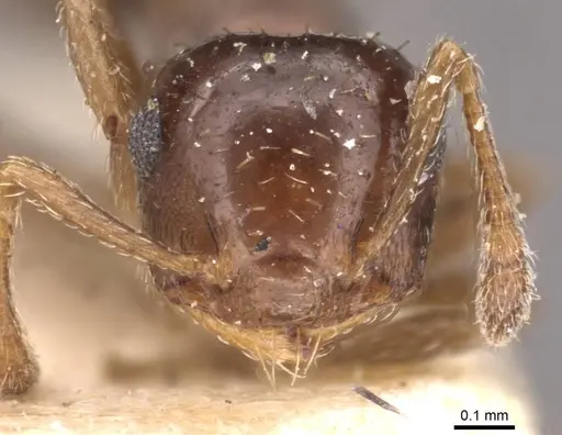 Crematogaster pygmaea specimen CASENT0603551 image casent0603551_4