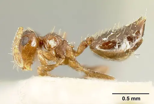 Crematogaster pygmaea specimen CASENT0603551 image casent0603551_5