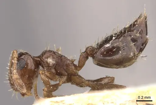 Crematogaster pygmaea specimen CASENT0603551 image casent0603551_6