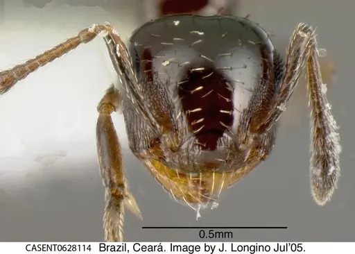 Crematogaster pygmaea specimen CASENT0628114 image casent0628114_1