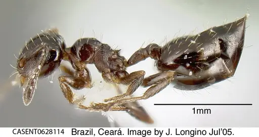 Crematogaster pygmaea specimen CASENT0628114 image casent0628114_2