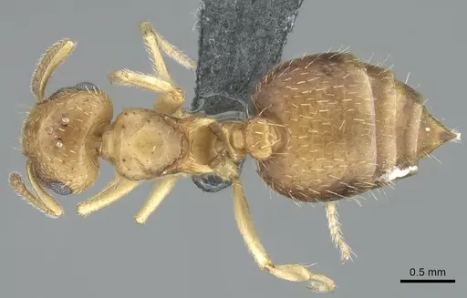 Crematogaster pygmaea specimen CASENT0906661 image casent0906661_1