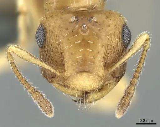 Crematogaster pygmaea specimen CASENT0906661 image casent0906661_2