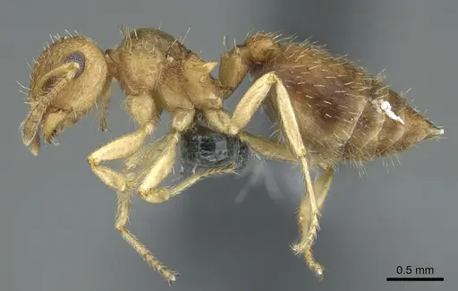 Crematogaster pygmaea specimen CASENT0906661 image casent0906661_3
