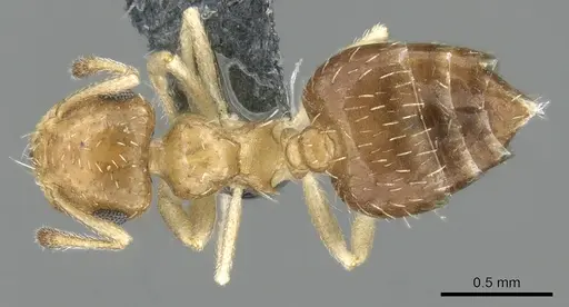 Crematogaster pygmaea specimen CASENT0906662 image casent0906662_1