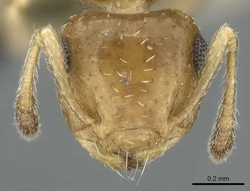 Crematogaster pygmaea specimen CASENT0906662 image casent0906662_2