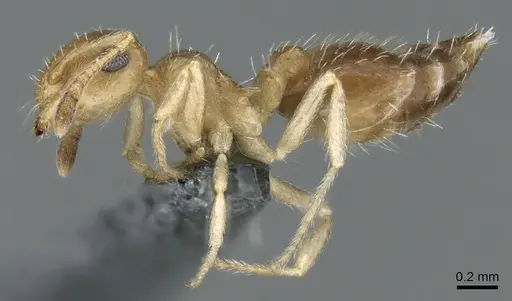 Crematogaster pygmaea specimen CASENT0906662 image casent0906662_3