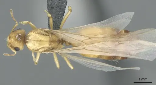 Crematogaster pygmaea specimen CASENT0906663 image casent0906663_1