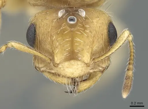 Crematogaster pygmaea specimen CASENT0906663 image casent0906663_2