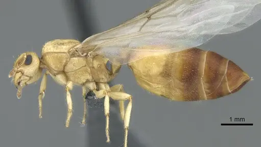 Crematogaster pygmaea specimen CASENT0906663 image casent0906663_3