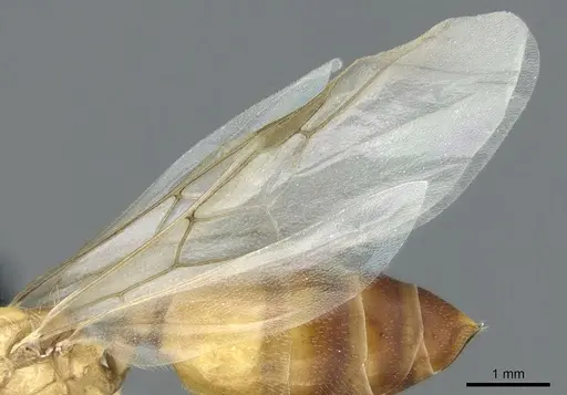 Crematogaster pygmaea specimen CASENT0906663 image casent0906663_4