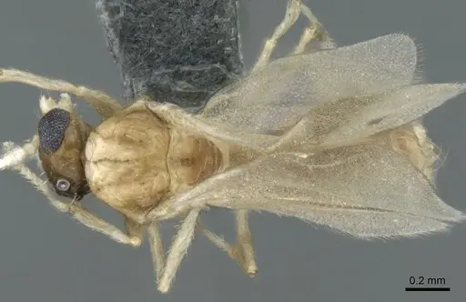Crematogaster pygmaea specimen CASENT0906664 image casent0906664_1