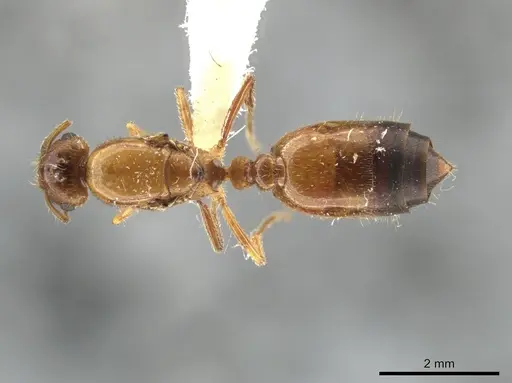 Crematogaster pygmaea specimen JTLC000003537 image jtlc000003537_1