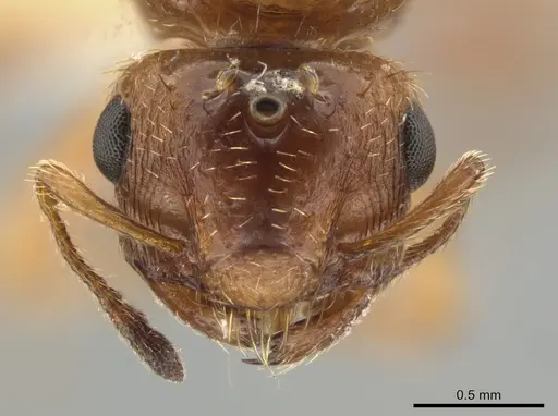 Crematogaster pygmaea specimen JTLC000003537 image jtlc000003537_2