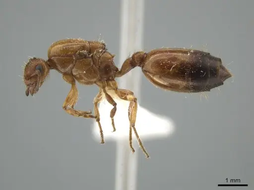 Crematogaster pygmaea specimen JTLC000003537 image jtlc000003537_3