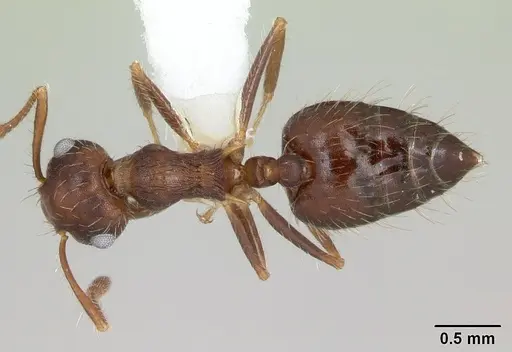 Crematogaster quadriformis specimen CASENT0173943 image casent0173943_1