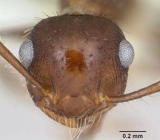 Crematogaster quadriformis specimen CASENT0173943 image casent0173943_2