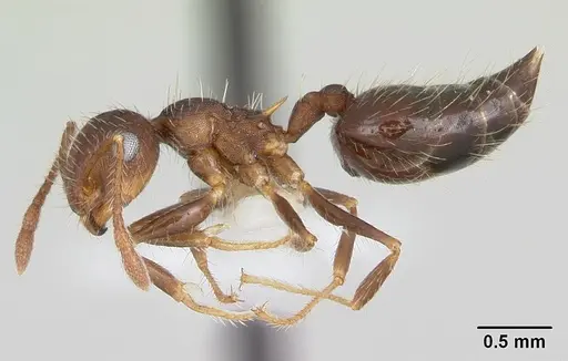 Crematogaster quadriformis specimen CASENT0173943 image casent0173943_3
