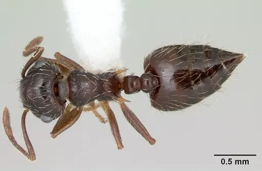 Crematogaster quadriformis specimen CASENT0173944 image casent0173944_1