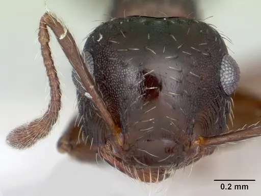 Crematogaster quadriformis specimen CASENT0173944 image casent0173944_2