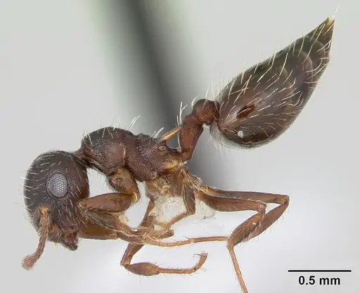 Crematogaster quadriformis specimen CASENT0173944 image casent0173944_3