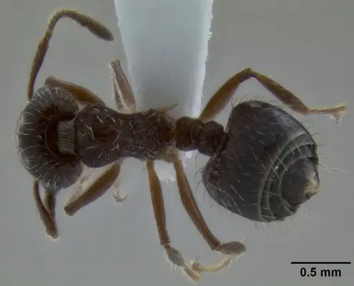 Crematogaster quadriformis specimen CASENT0193881 image casent0193881_1
