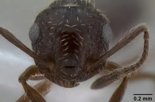 Crematogaster quadriformis specimen CASENT0193881 image casent0193881_2