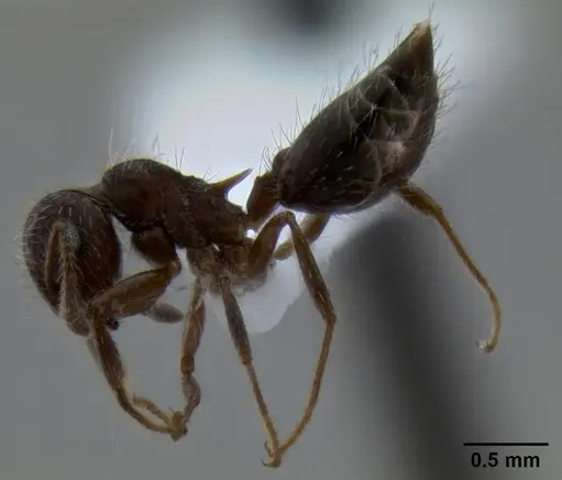Crematogaster quadriformis specimen CASENT0193881 image casent0193881_3