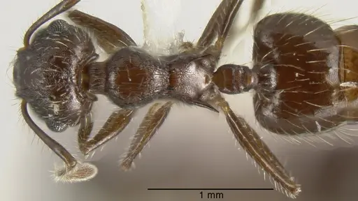Crematogaster quadriformis specimen CASENT0625395 image casent0625395_1