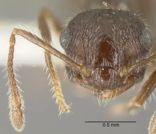 Crematogaster quadriformis specimen CASENT0625395 image casent0625395_2