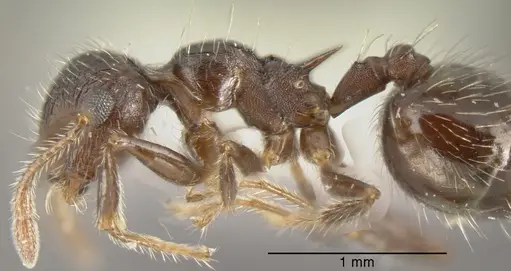 Crematogaster quadriformis specimen CASENT0625395 image casent0625395_3