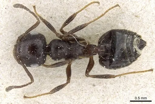 Crematogaster quadriformis specimen CASENT0905909 image casent0905909_1
