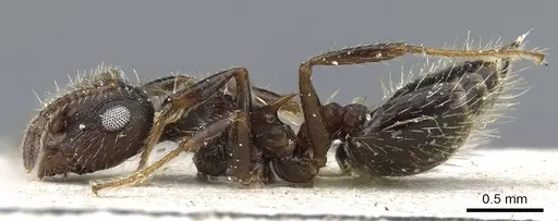 Crematogaster quadriformis specimen CASENT0905909 image casent0905909_3