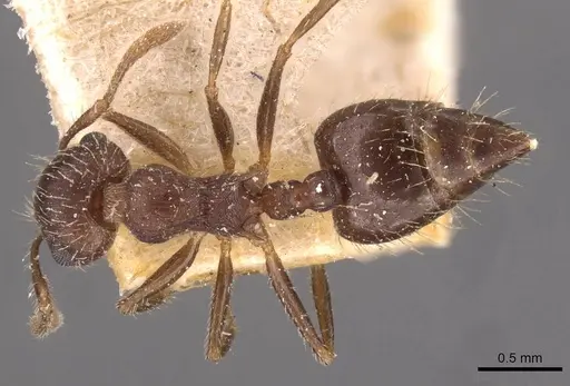 Crematogaster quadriformis specimen CASENT0908423 image casent0908423_1