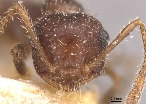 Crematogaster quadriformis specimen CASENT0908423 image casent0908423_2