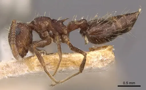 Crematogaster quadriformis specimen CASENT0908423 image casent0908423_3
