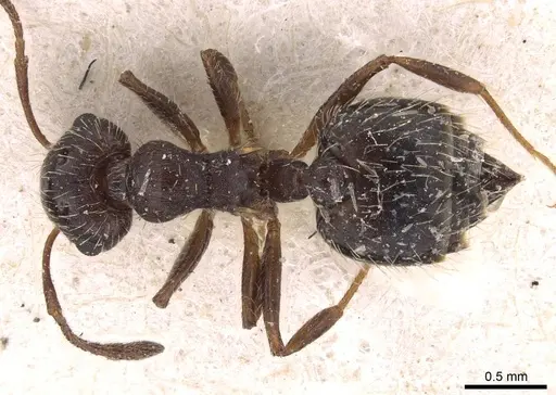 Crematogaster quadriformis specimen CASENT0908424 image casent0908424_1
