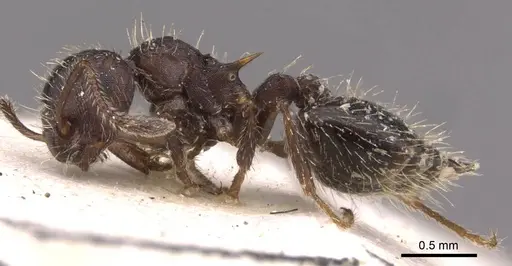 Crematogaster quadriformis specimen CASENT0908424 image casent0908424_3