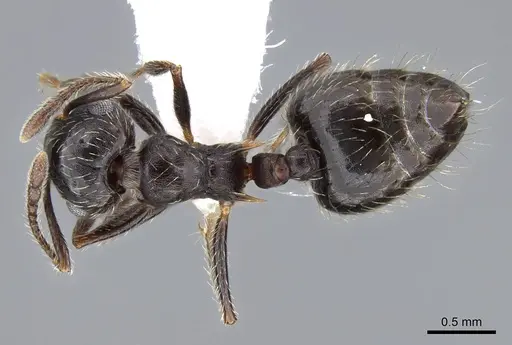 Crematogaster quadriformis specimen CASENT0914639 image casent0914639_1