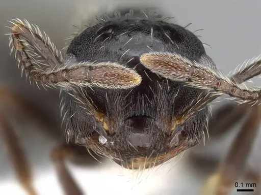 Crematogaster quadriformis specimen CASENT0914639 image casent0914639_2