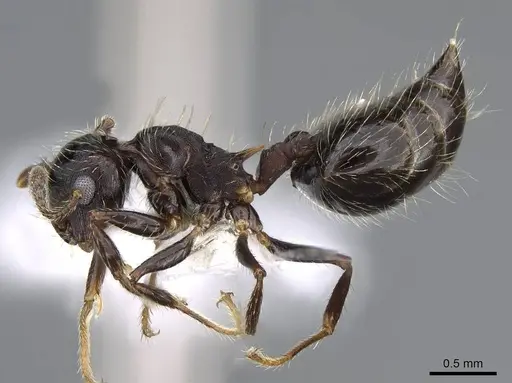 Crematogaster quadriformis specimen CASENT0914639 image casent0914639_3