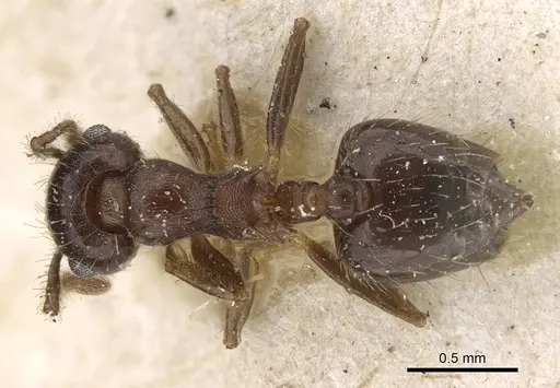 Crematogaster quadriformis specimen CASENT0922213 image casent0922213_1