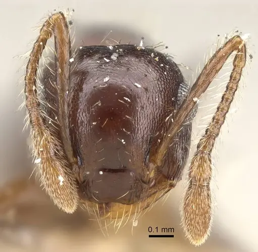 Crematogaster quadriformis specimen CASENT0922213 image casent0922213_2