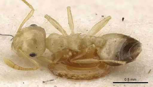 Crematogaster quadriruga specimen CASENT0902116 image casent0902116_1