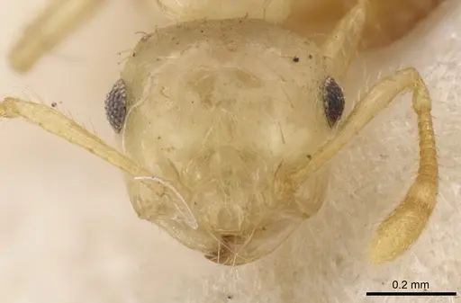 Crematogaster quadriruga specimen CASENT0902116 image casent0902116_2